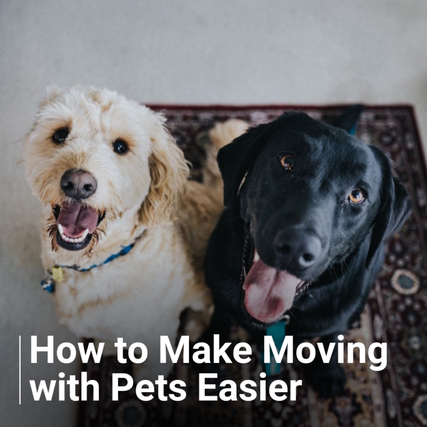 How to make moving with pets easier